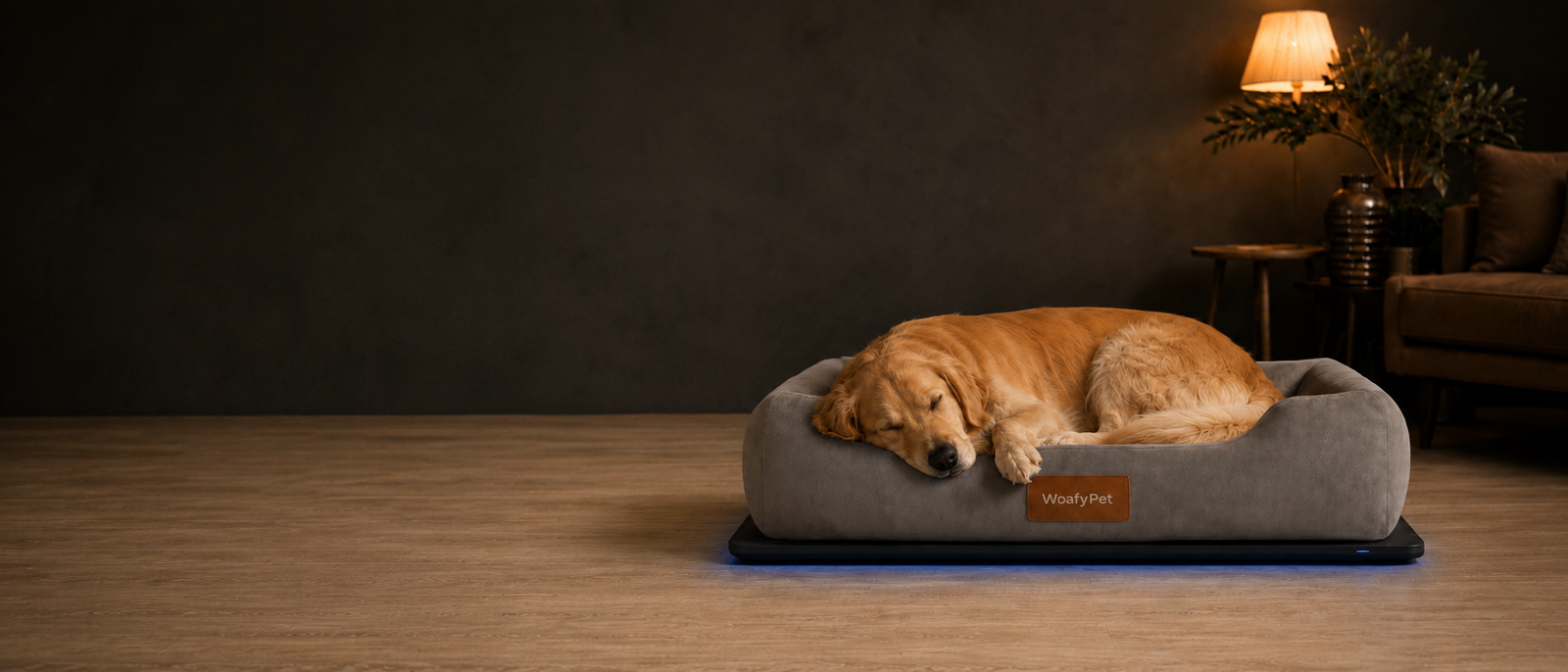 Golden Retriever sleeping on WoafyPet Bed in an ocean-view living room