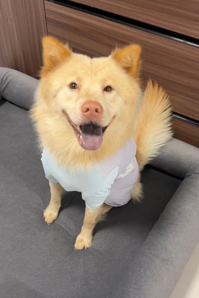 Tester dog