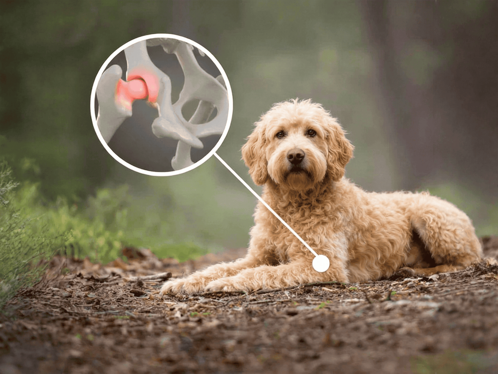 Dog resting quietly while hiding pain